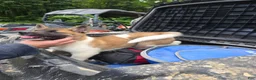 Akita dogs for sale: Akita 3 - Ad 3