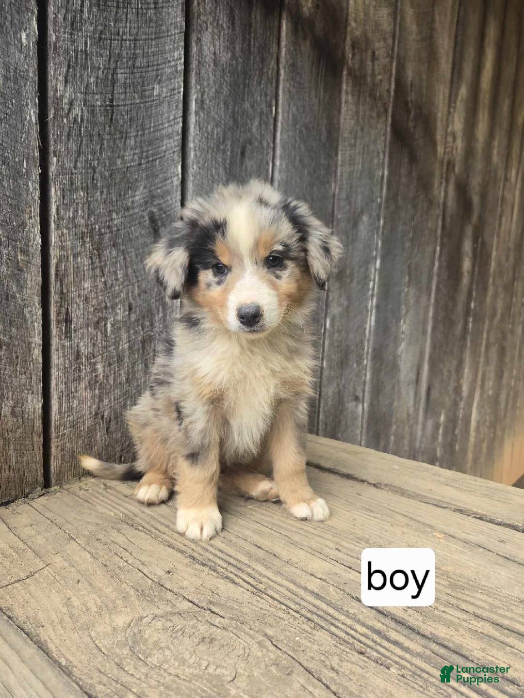 Australian Shepherd dogs for sale: Australian Shepherd Puppy 5 - Ad 2