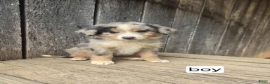 Australian Shepherd Puppy 5
