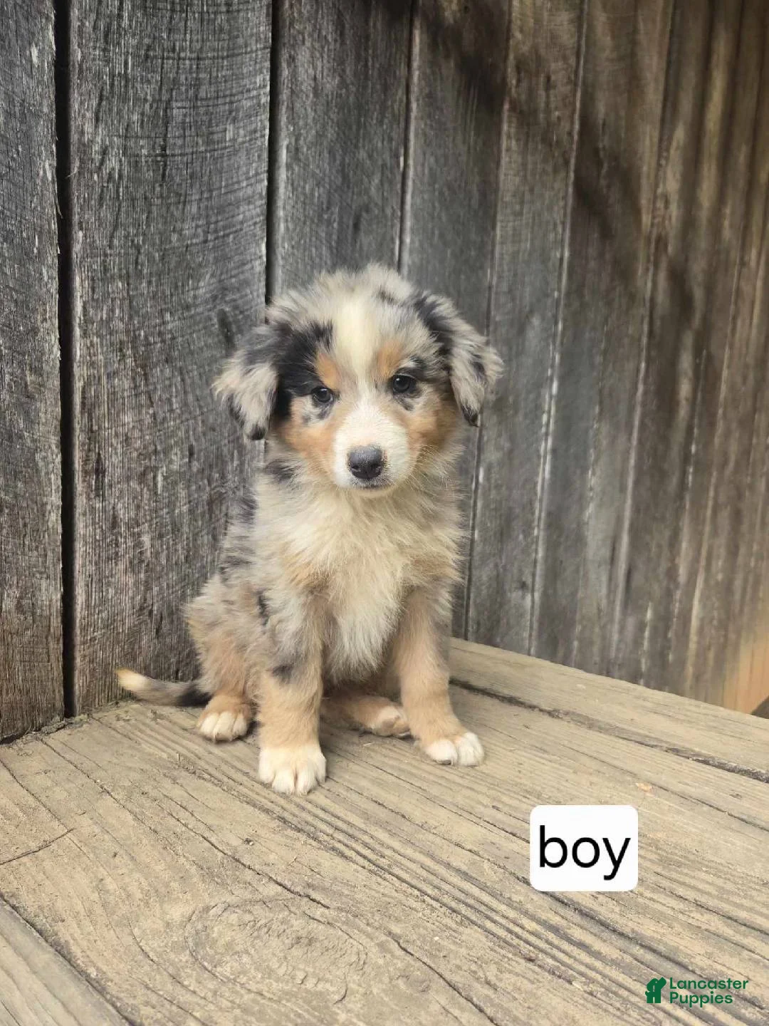 Australian Shepherd dogs for sale: Australian Shepherd Puppy 5 - Ad 1