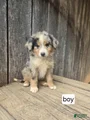 Australian Shepherd Puppy 5