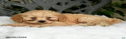 Cavapoo dogs for sale: Tessie - Ad 3
