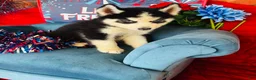 Siberian Husky dogs for sale: Romney - Ad 5