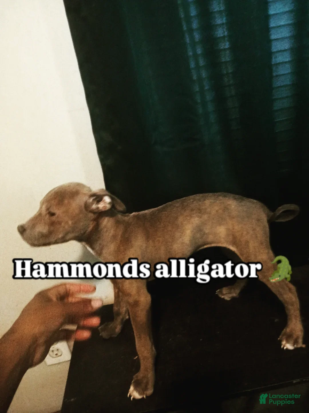 American Pit Bull Terrier dogs for sale: American Pit Bull Terrier 6 - Ad 3
