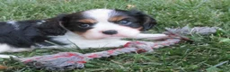 Cavalier King Charles Spaniel dogs for sale: Baxter - Ad 3