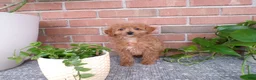 Mini Goldendoodle dogs for sale: Bailey - Ad 4