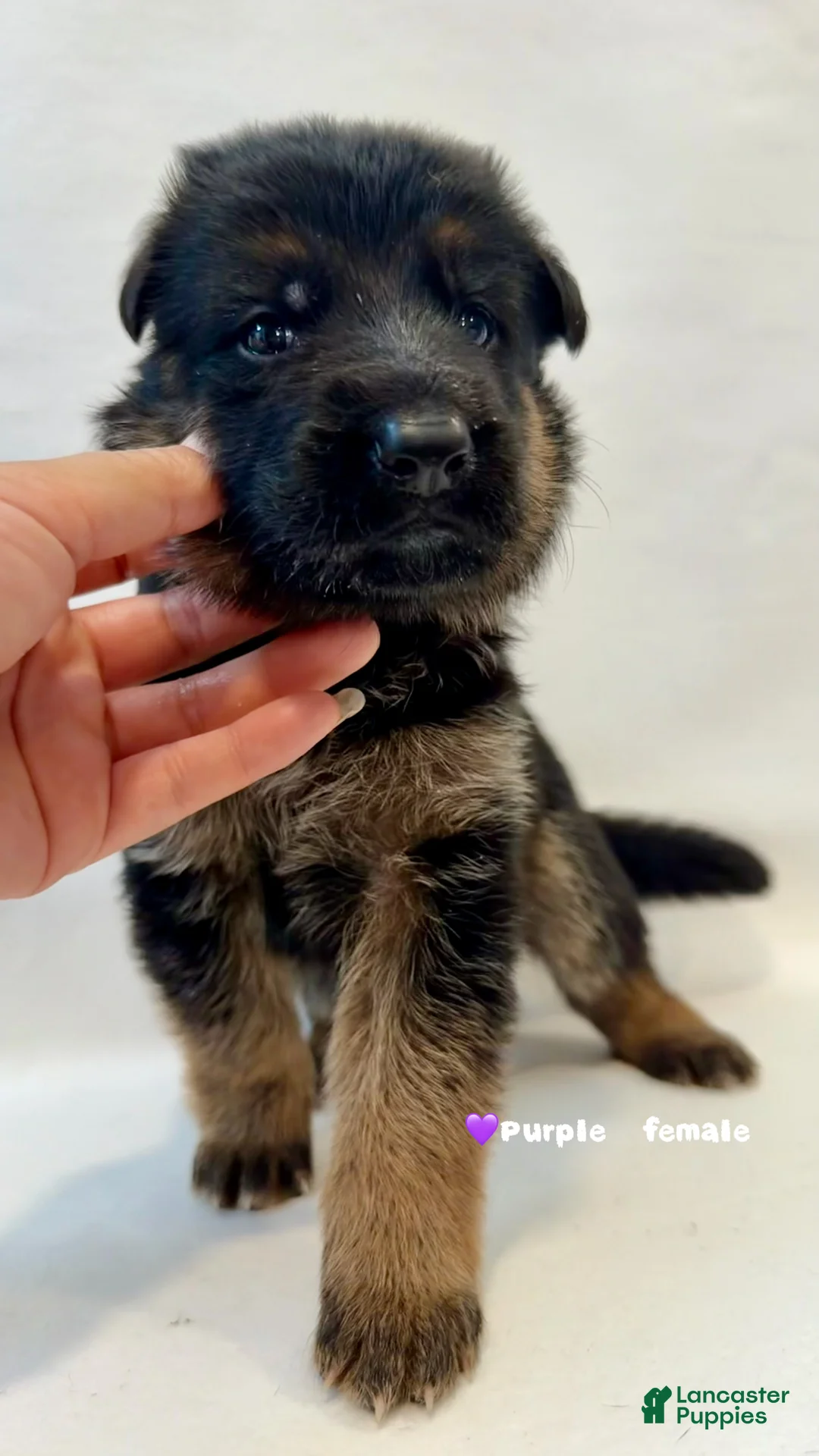 German Shepherd dogs for sale: purple - Ad 1
