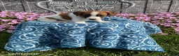 Jack Russell Terrier dogs for sale: Dover - Ad 1