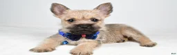 Cairn Terrier dogs for sale: Chase - Ad 3