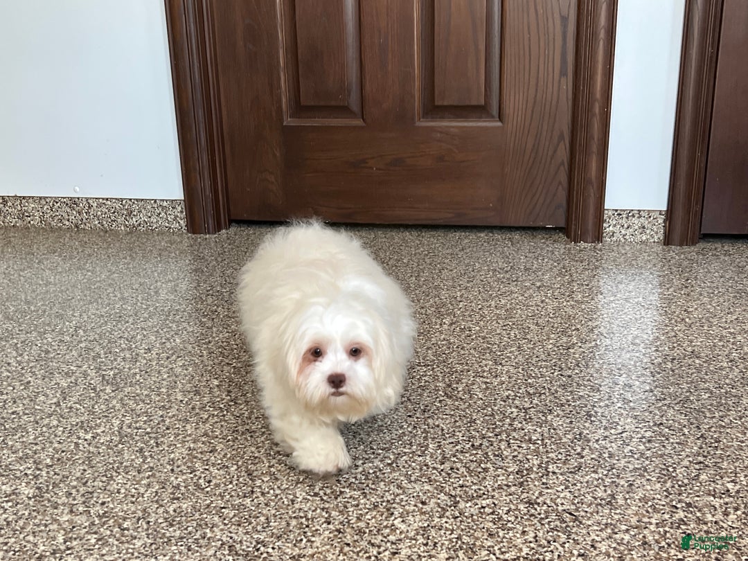Lhasa Apso dogs for sale: Alice - Ad 5
