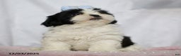 Shih Tzu dogs for sale: Janet - Ad 3