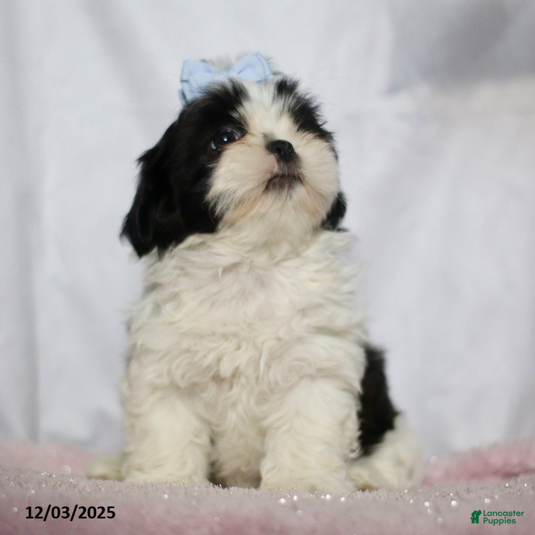 Shih Tzu dogs for sale: Janet - Ad 3