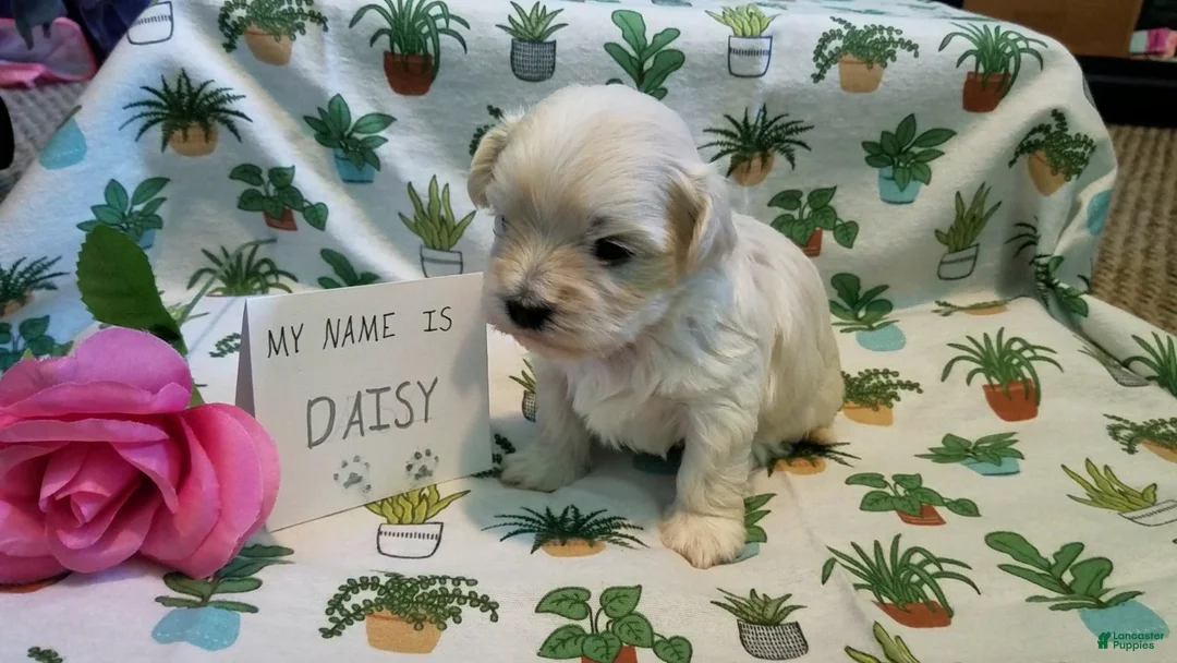 Maltipoo dogs for sale: Daisy - Ad 17