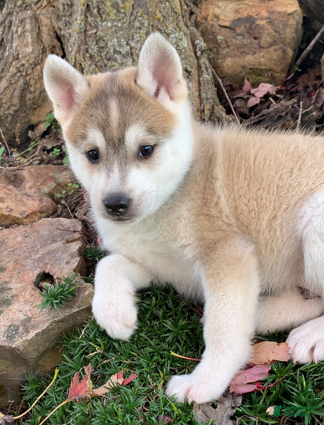 Alaskan Klee Kai dogs for sale: Happy Timber~! - Ad 6