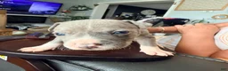 Mixed Breed dogs for sale: Benny - Ad 3