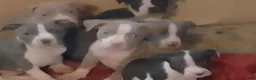 American Pit Bull Terrier dogs for sale: American Pit Bull Terrier 3 - Ad 13