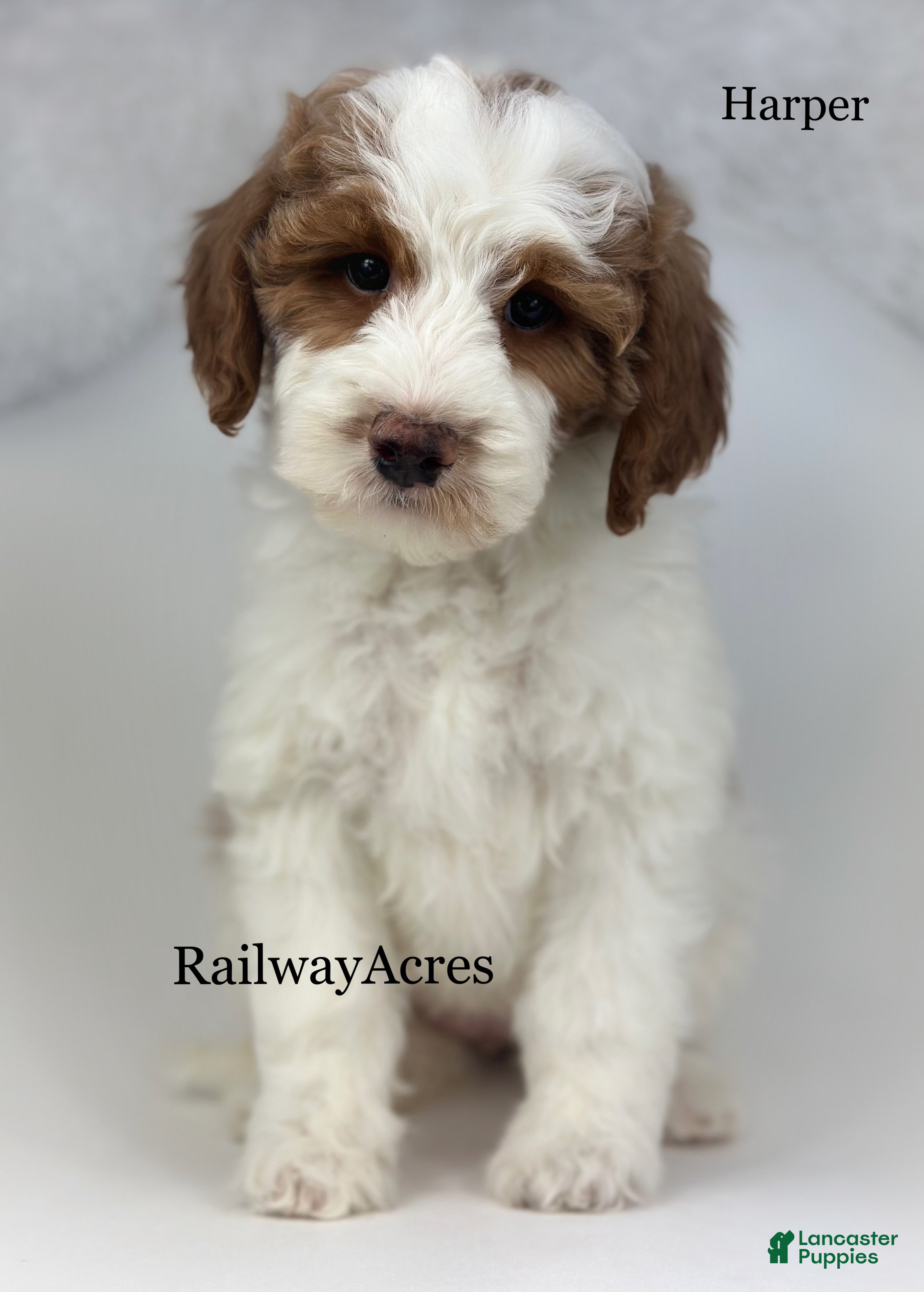 Goldendoodle dogs Harper-F1b Mini - Ad 27