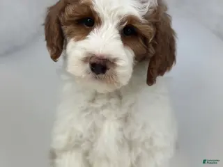 Goldendoodle dogs Harper-F1b Mini - Ad 27