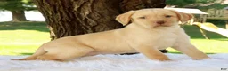 Labrador Retriever dogs for sale: Lola - Ad 3