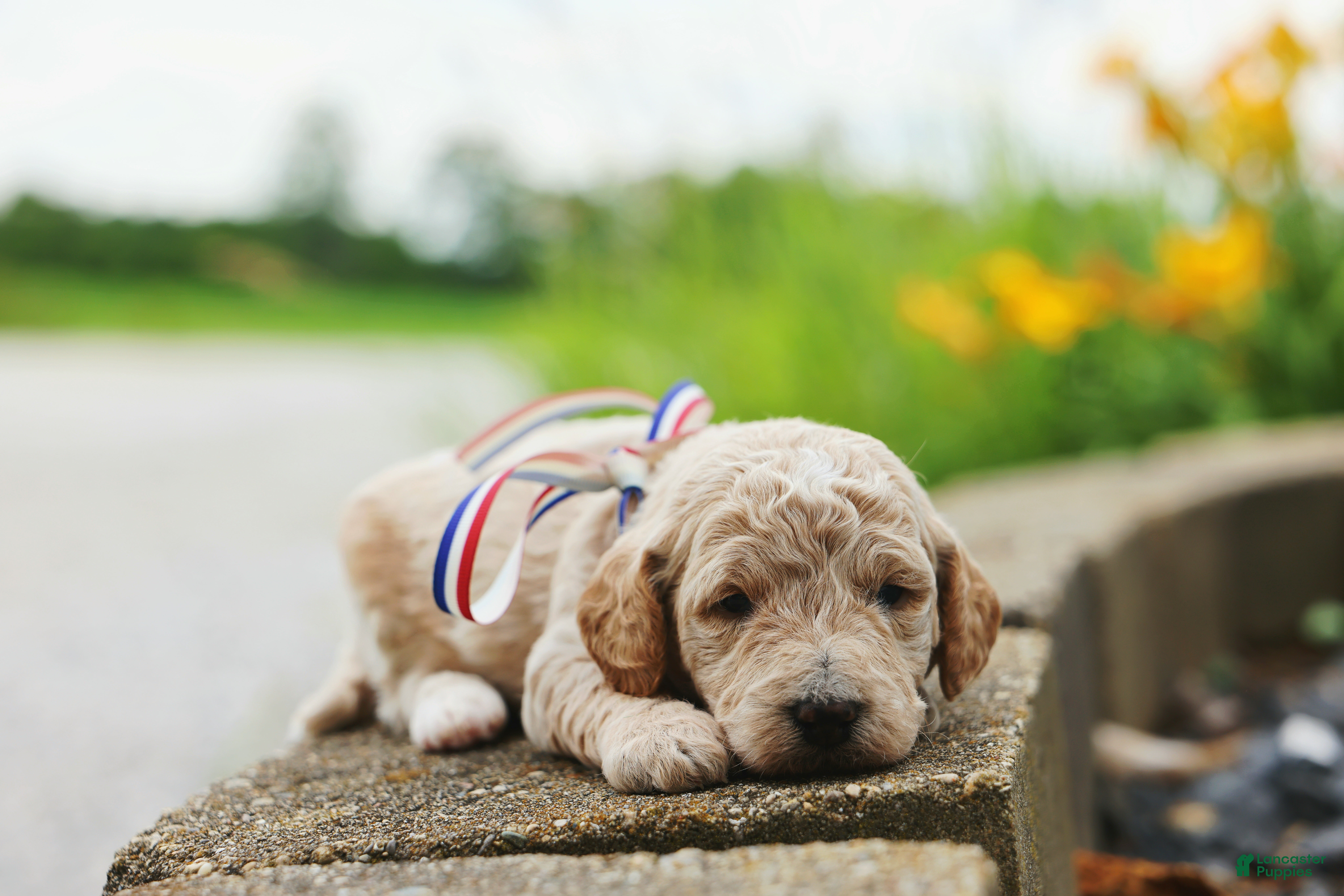 Mini Goldendoodle dogs Paddington - Ad 1