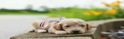 Mini Goldendoodle dogs for sale: Paddington - Ad 6
