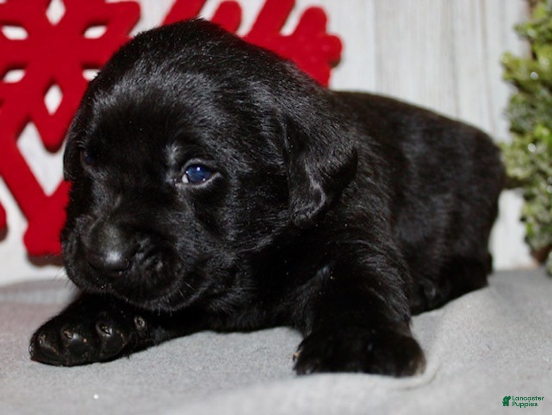 Labrador Retriever dogs for sale: Dasher - Ad 3