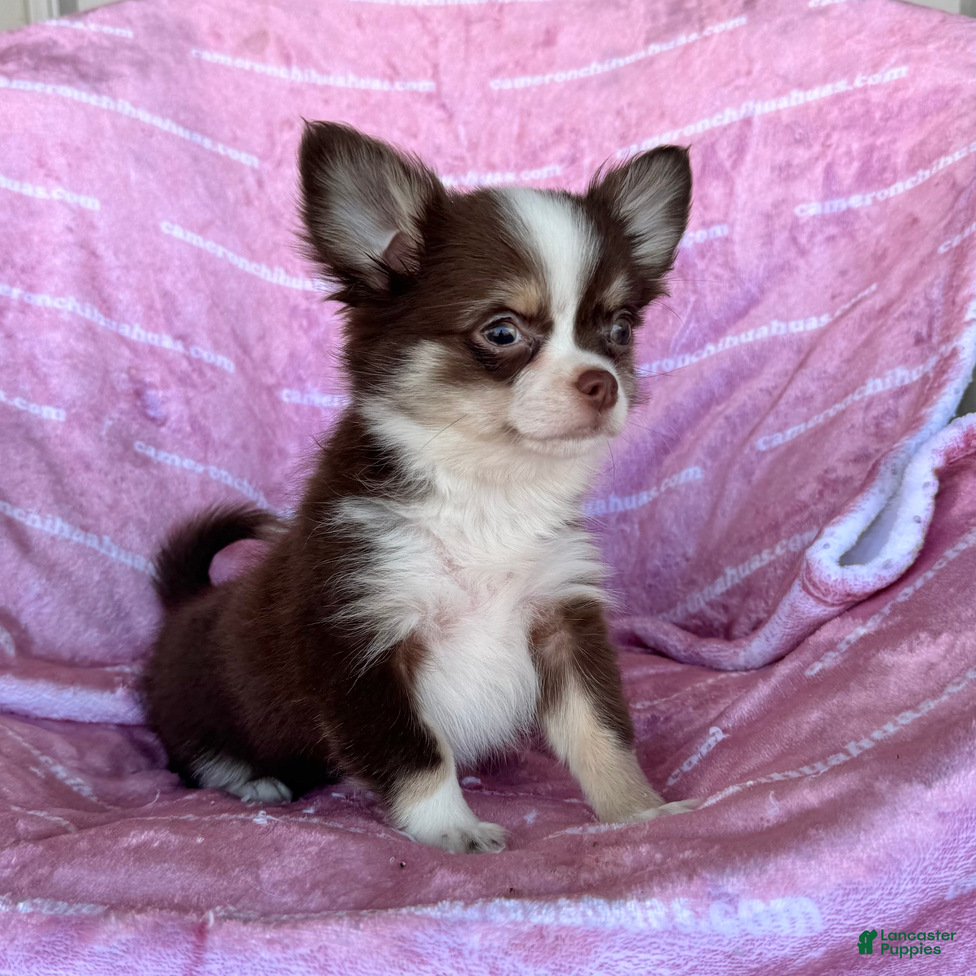 Chihuahua dogs Amelia Chocolate Tri LC - Ad 7