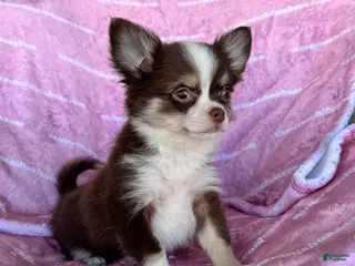 Chihuahua dogs Amelia Chocolate Tri LC - Ad 20