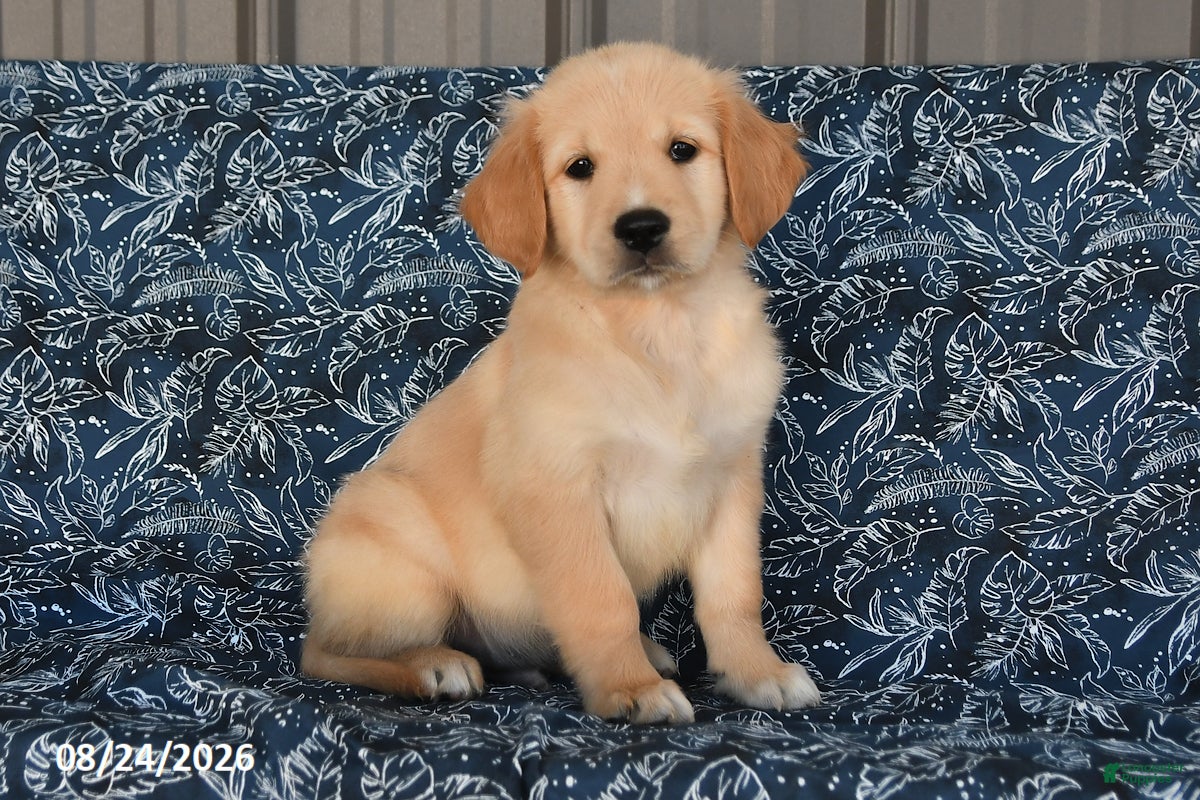 Golden Retriever dogs for sale: Preston - Ad 4