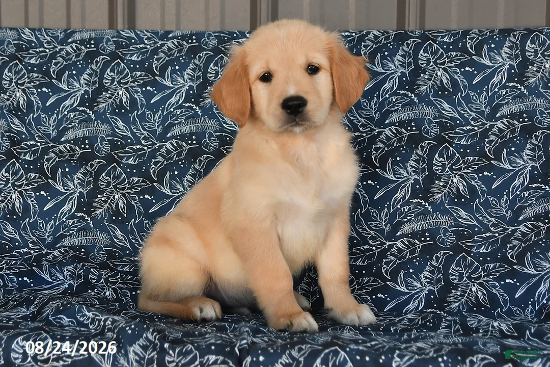 Golden Retriever dogs for sale: Preston - Ad 1