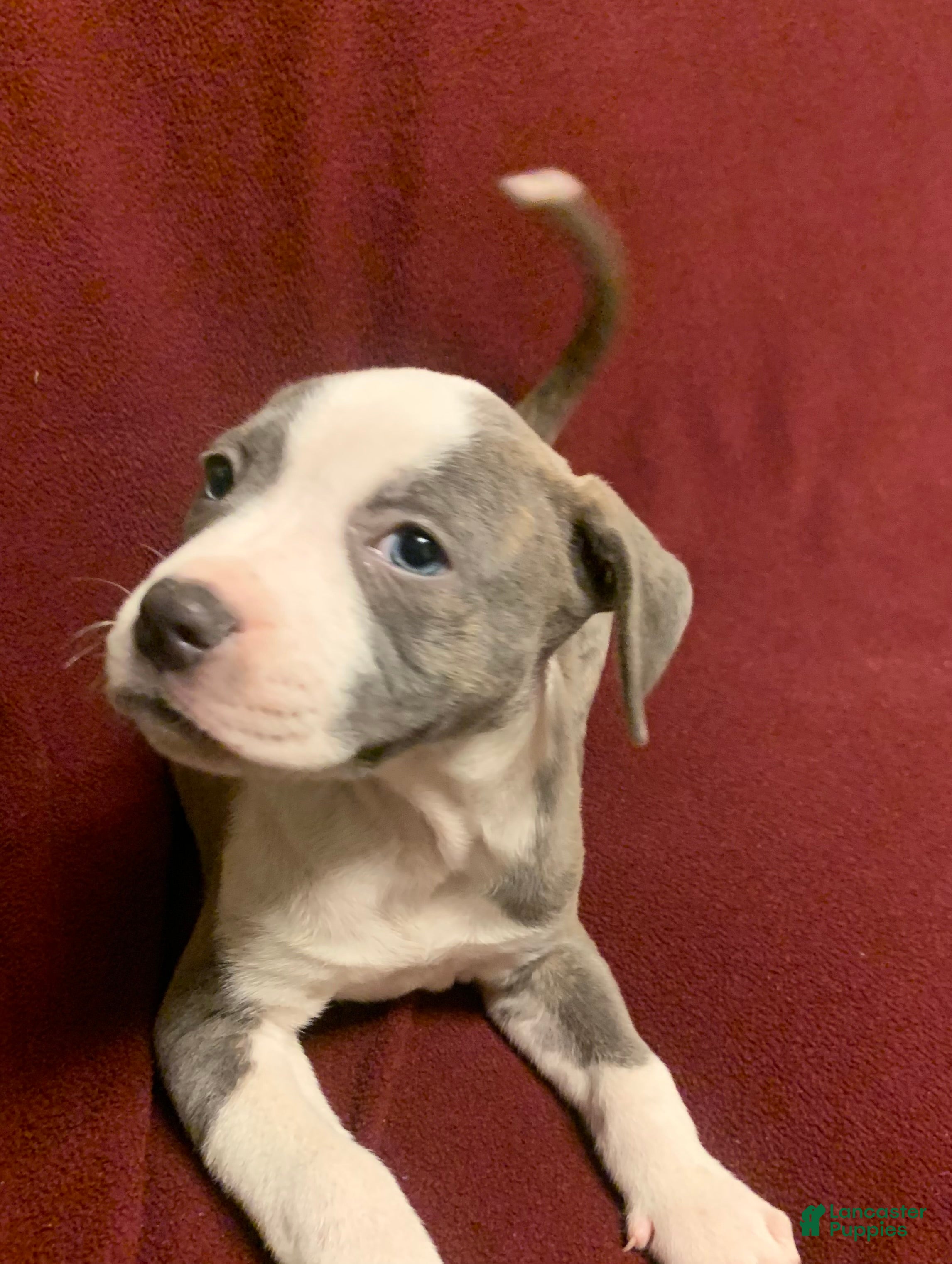 American Pit Bull Terrier dogs American Pit Bull Terrier Puppy 2 - Ad 2