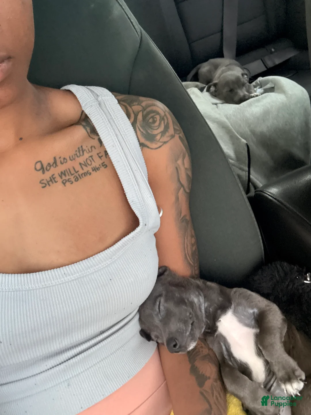 American Pit Bull Terrier dogs for sale: American Pit Bull Terrier 2 - Ad 1