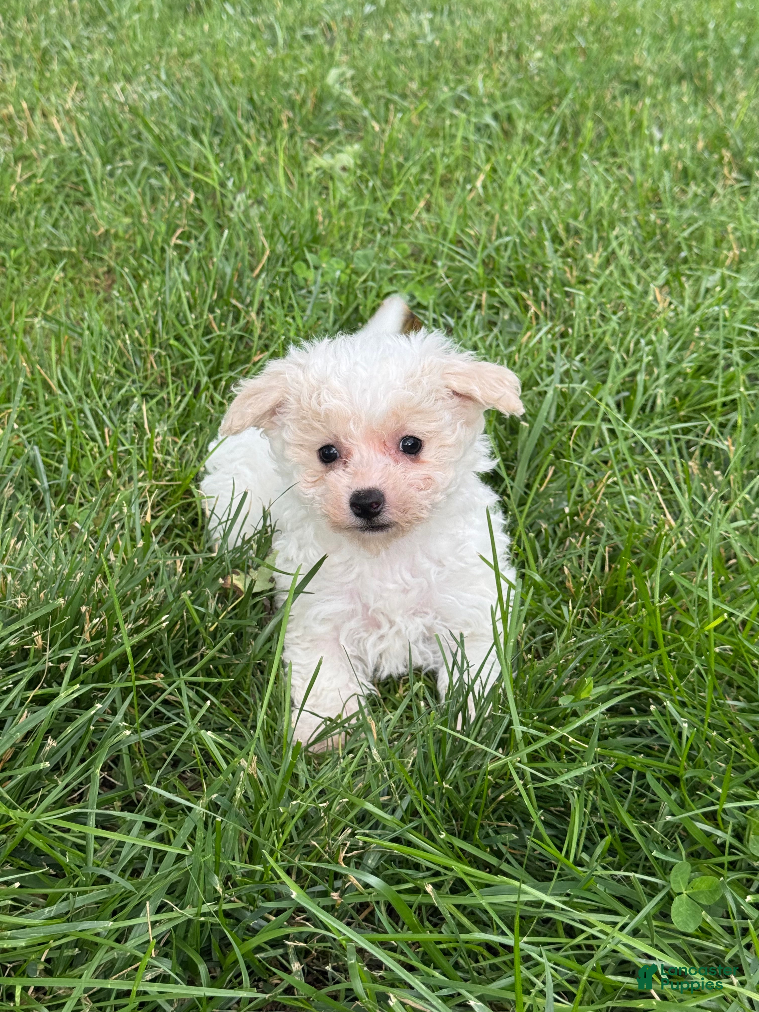 Bichpoo dogs Boots  - Ad 36