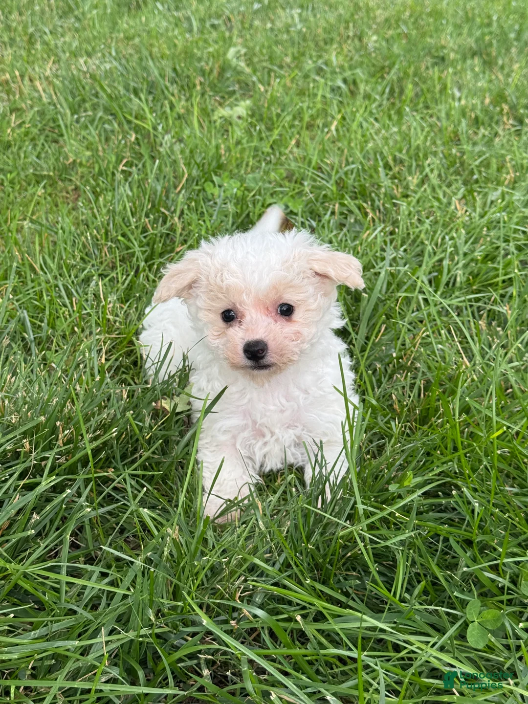 Bichpoo dogs for sale: Boots  - Ad 1