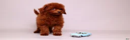 Toy Poodle dogs for sale: VISITA PER FORTUNA SHERI  - Ad 4