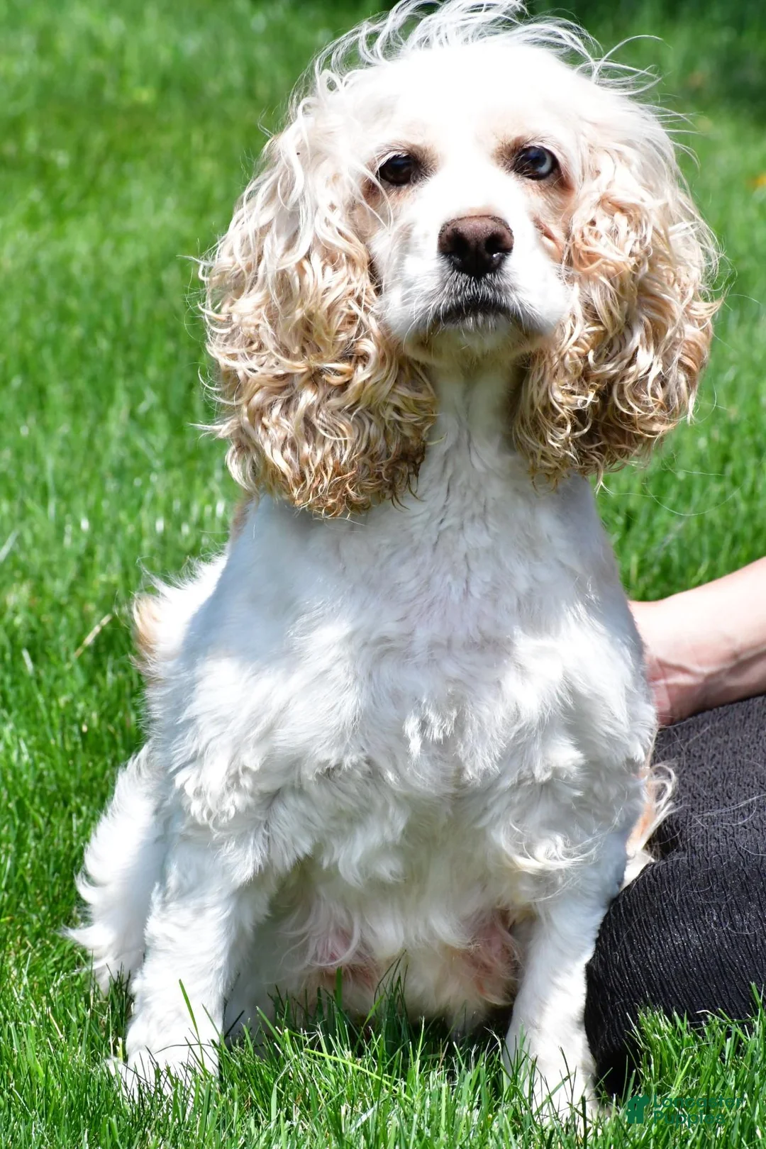 Cockapoo dogs for sale: cj - Ad 10