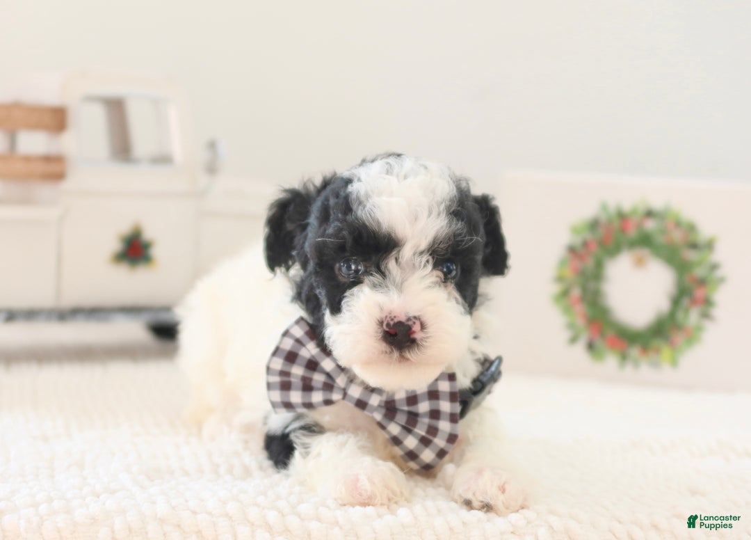 Toy Poodle dogs for sale: Comet - Ad 3