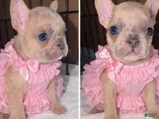 French Bulldog dogs Mini - Ad 36