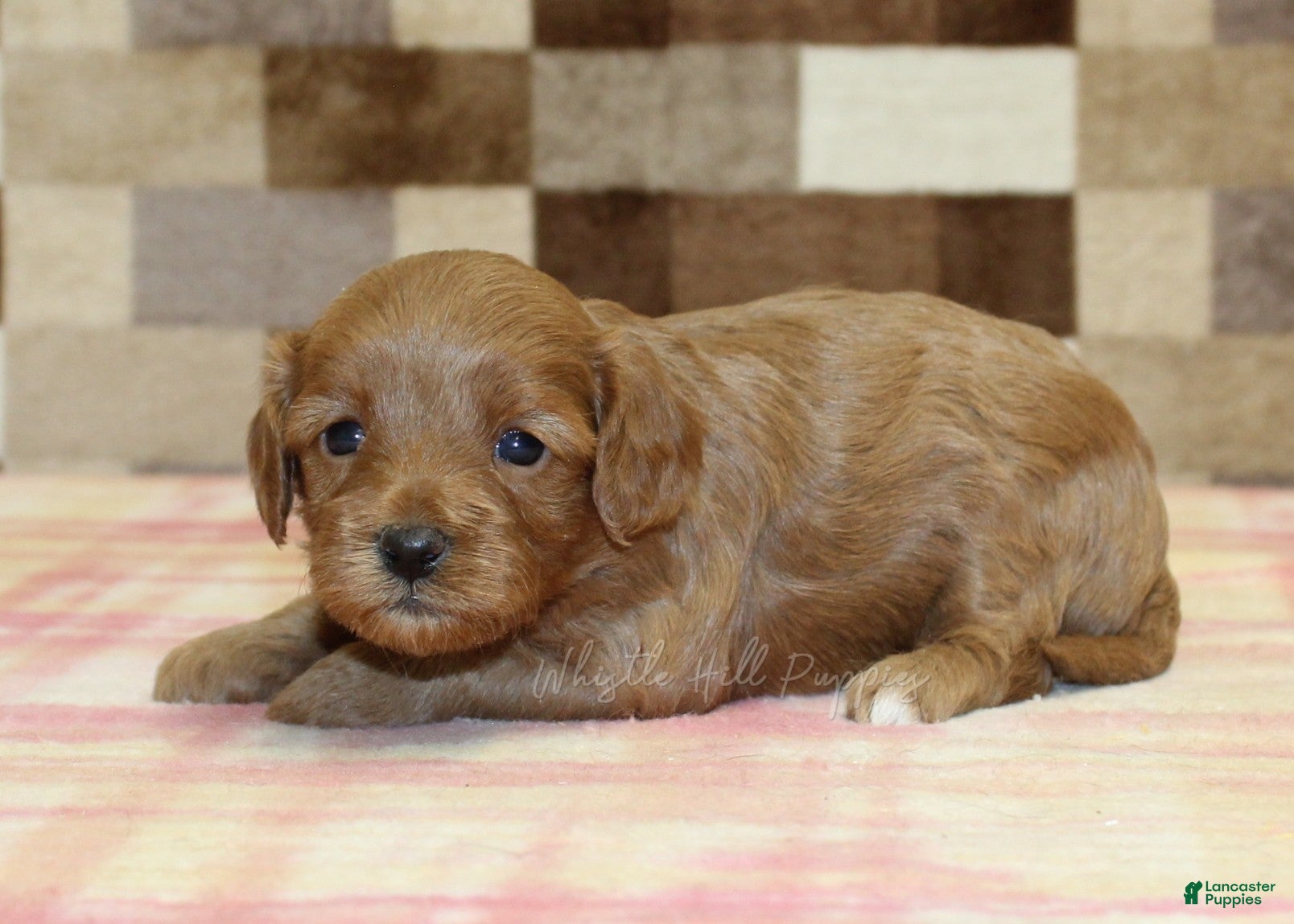 Cavapoo dogs Sadie - Ad 2