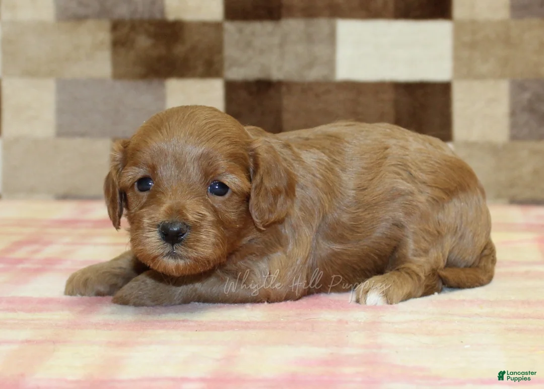 Cavapoo dogs for sale: Sadie - Ad 2