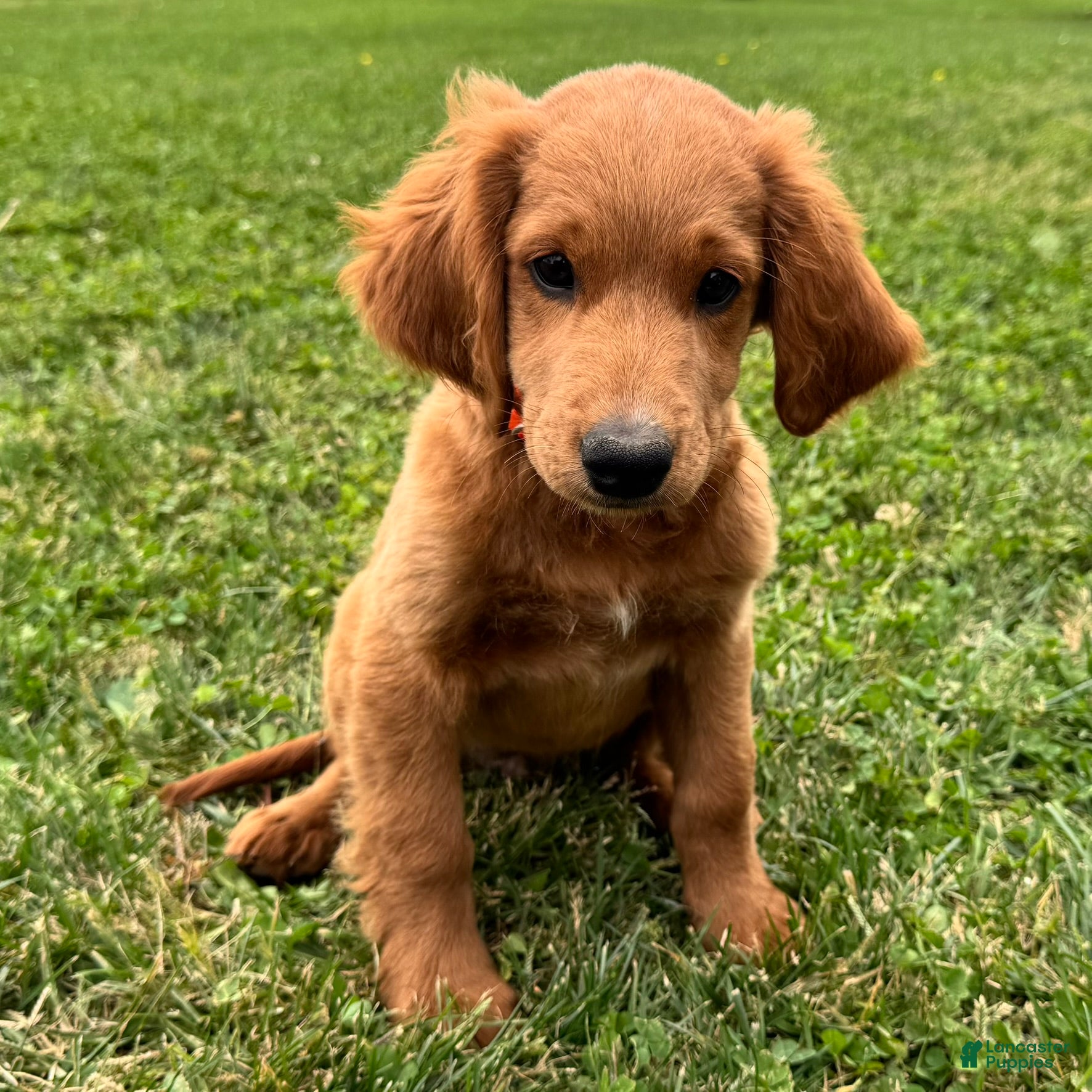 Mixed Breed dogs for sale: Copper - Ad 2