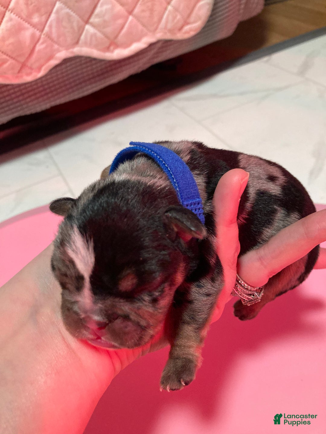 English Bulldog dogs for sale: Maxwell - Ad 2