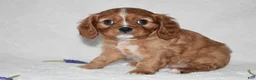 Cavalier King Charles Spaniel dogs for sale: Reese - Ad 5