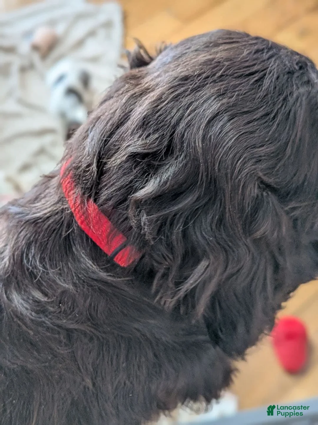 Cockapoo dogs for sale: Abby - Ad 8