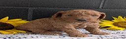 Mini Goldendoodle dogs for sale: Mini-Mason - Ad 5