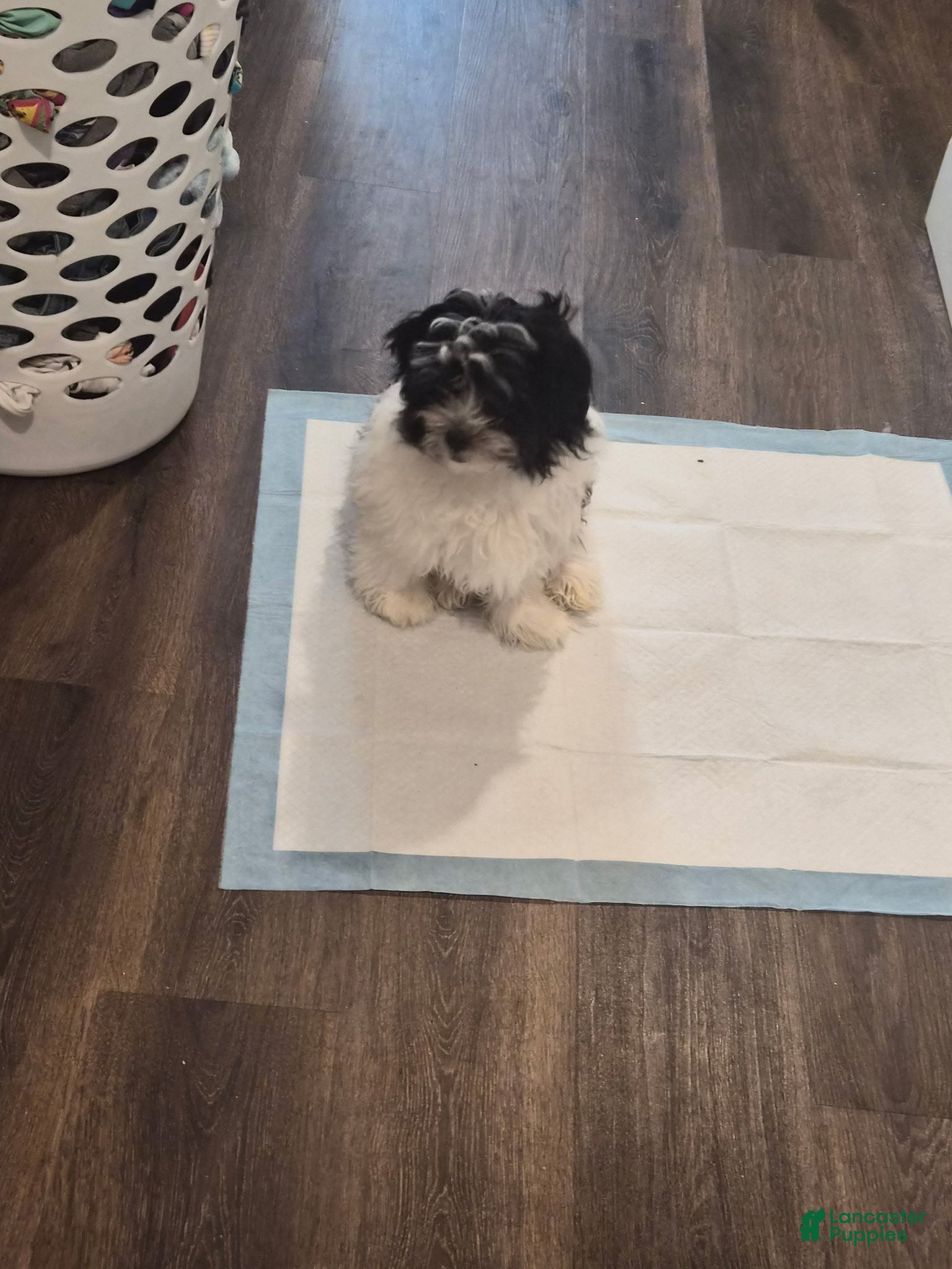 Mixed Breed dogs Mixed Breed Puppy 1 - Ad 3