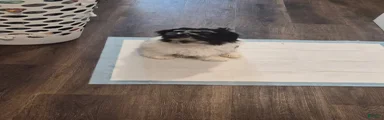 Mixed Breed Puppy 1