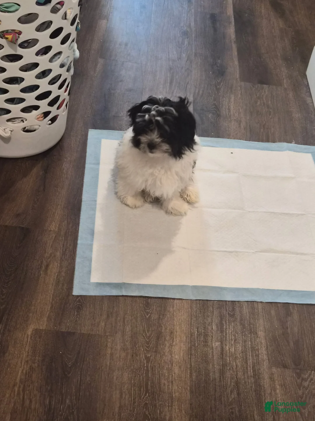 Mixed Breed dogs for sale: Mixed Breed Puppy 1 - Ad 1