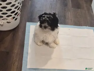 Mixed Breed dogs Mixed Breed Puppy 1 - Ad 3