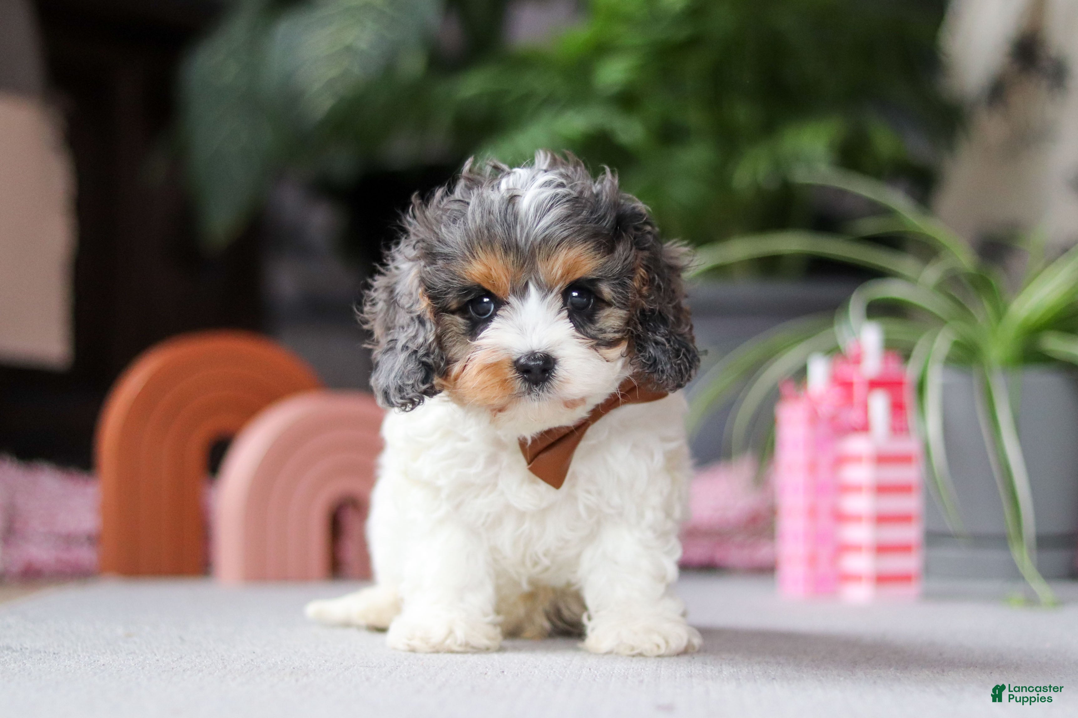 Cavapoo dogs Ranger - Ad 35